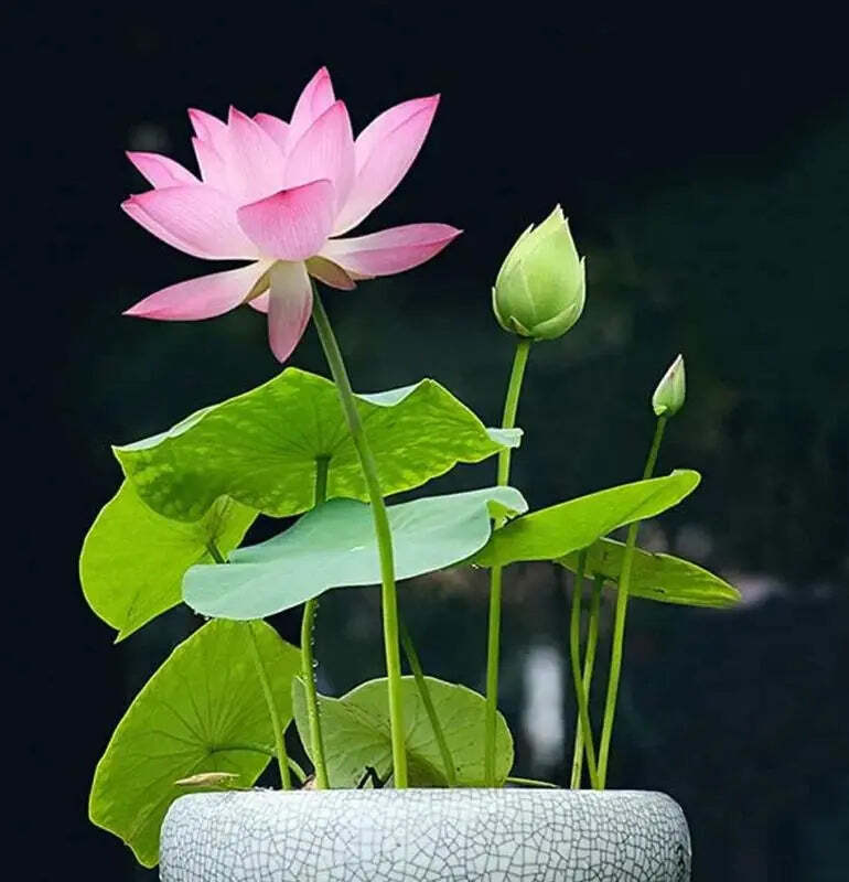 Cultivate Natural Beauty