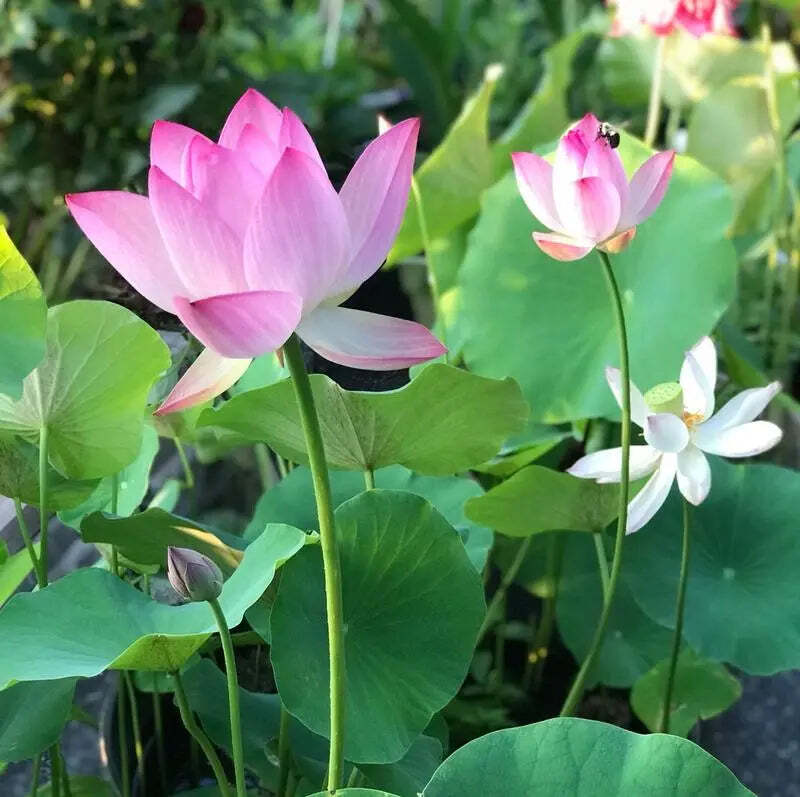 Cultivate Natural Beauty