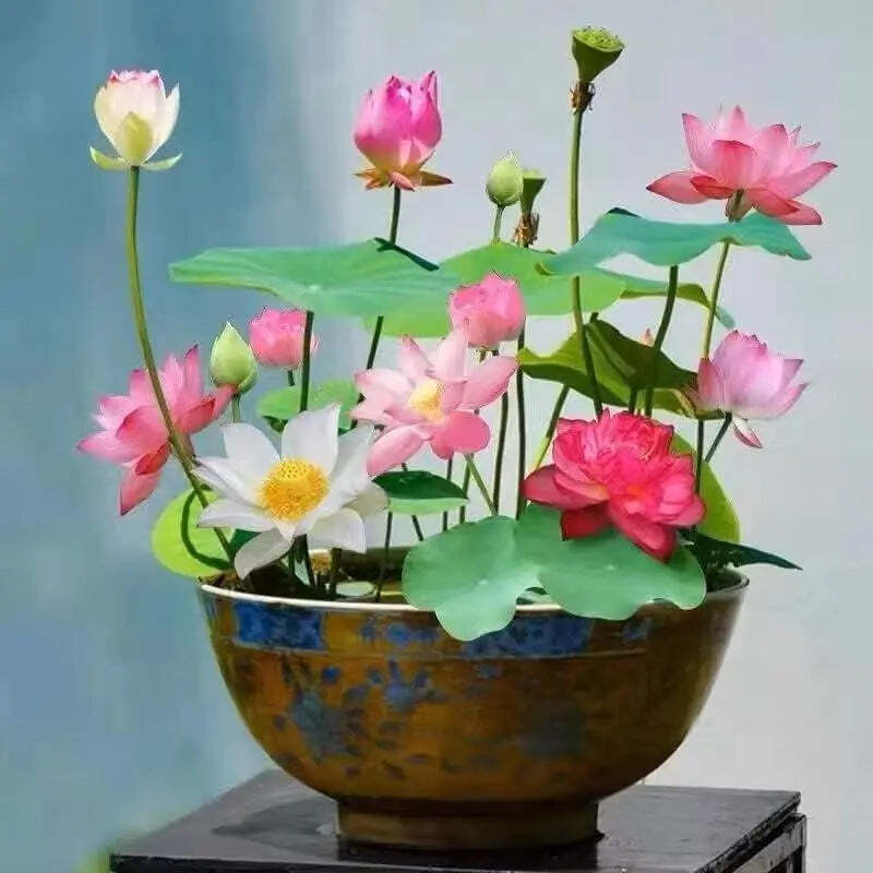 Cultivate Natural Beauty