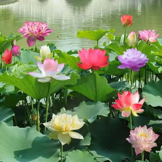 Cultivate Natural Beauty